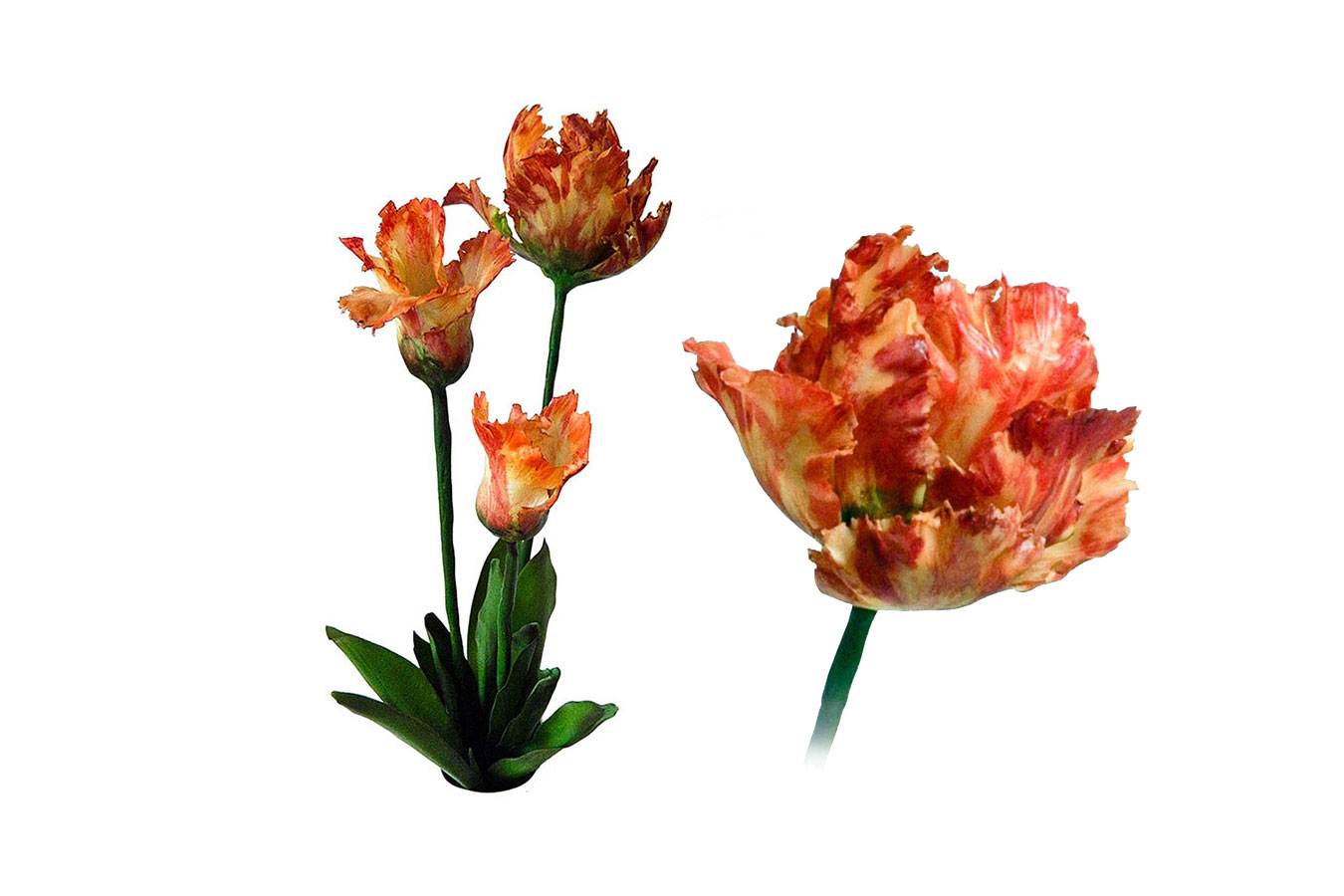 tulipani e boccioli realizzati in porcellana fredda